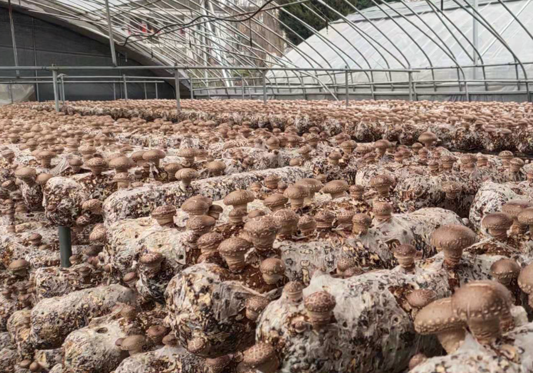 立足产业扶贫  践行社会责任