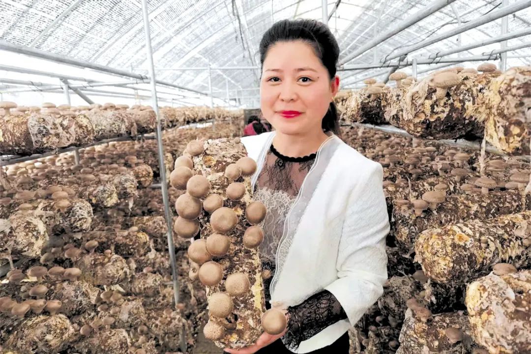 让卢氏香菇香飘  世界
